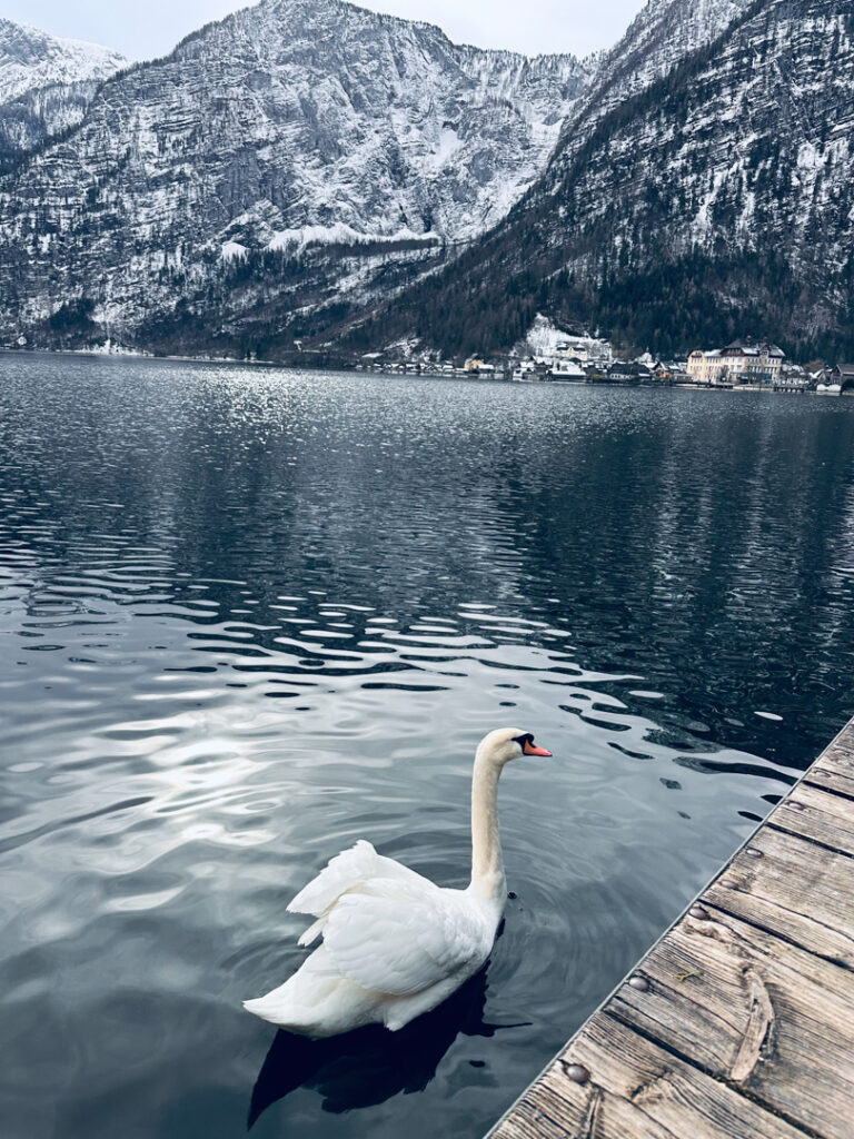 a swan in the lake