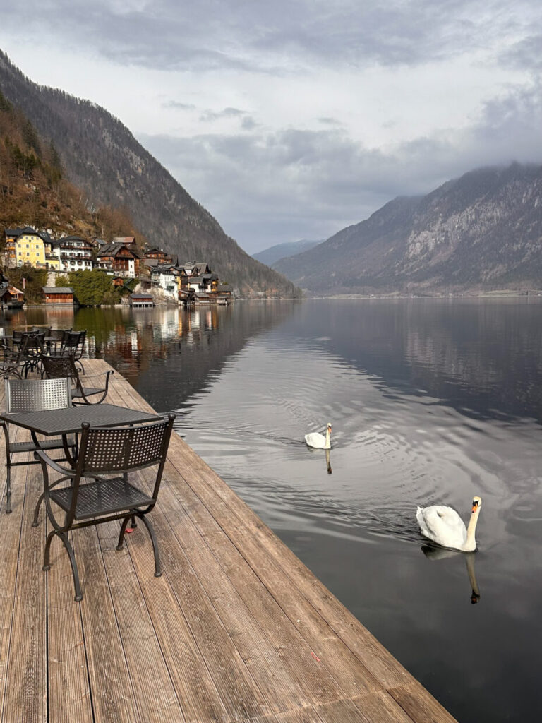 swans in the lake