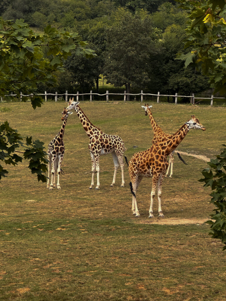 Prague zoo, giraffes